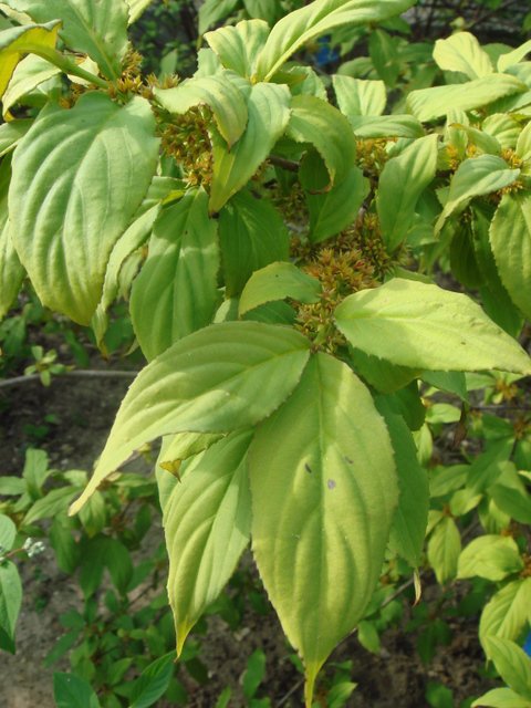 Euonymus sp. fleur P1D